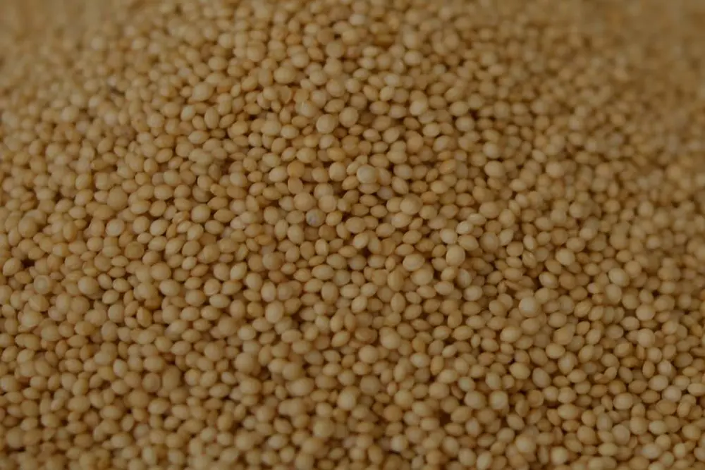 Bio-Amaranth Korn